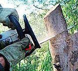 Professional Tree Removal in Delavan, WI