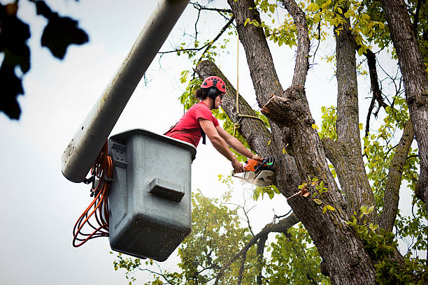 Best Seasonal Cleanup (Spring/Fall)  in Delavan, WI